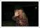 061116_ys_16.jpeg (0.038 MB)